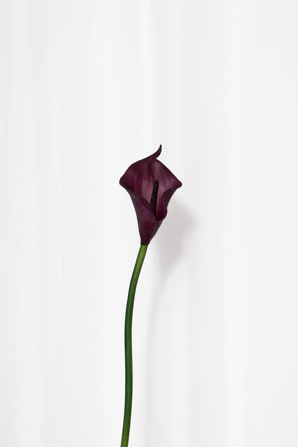 Smuk og skulpturel calla lilje i burgundy. Den kunstige blomsterstilk ser ægte og naturtro ud.