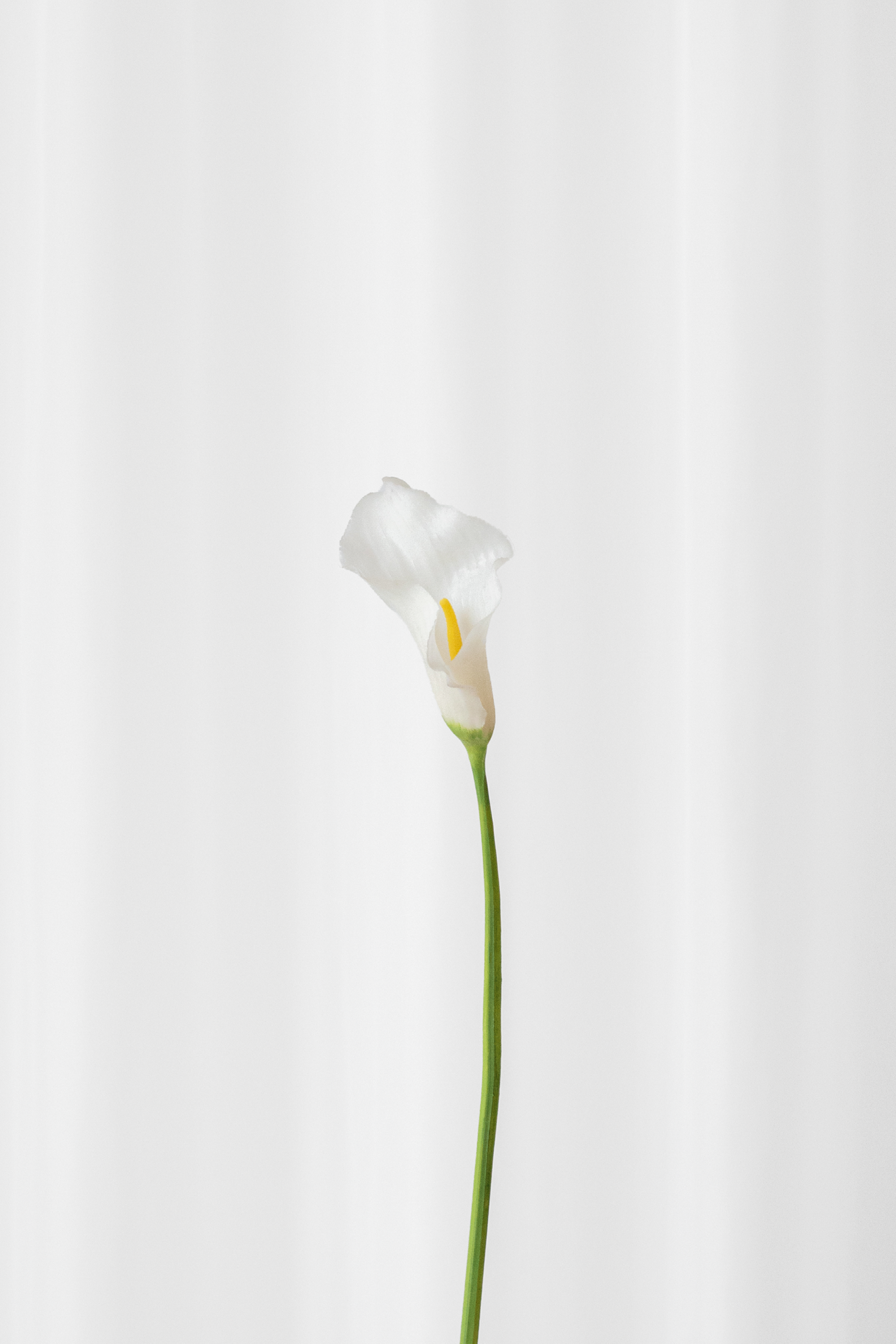Naturtro calla lilje i hvid. Kunstig blomst fra Specktrum.