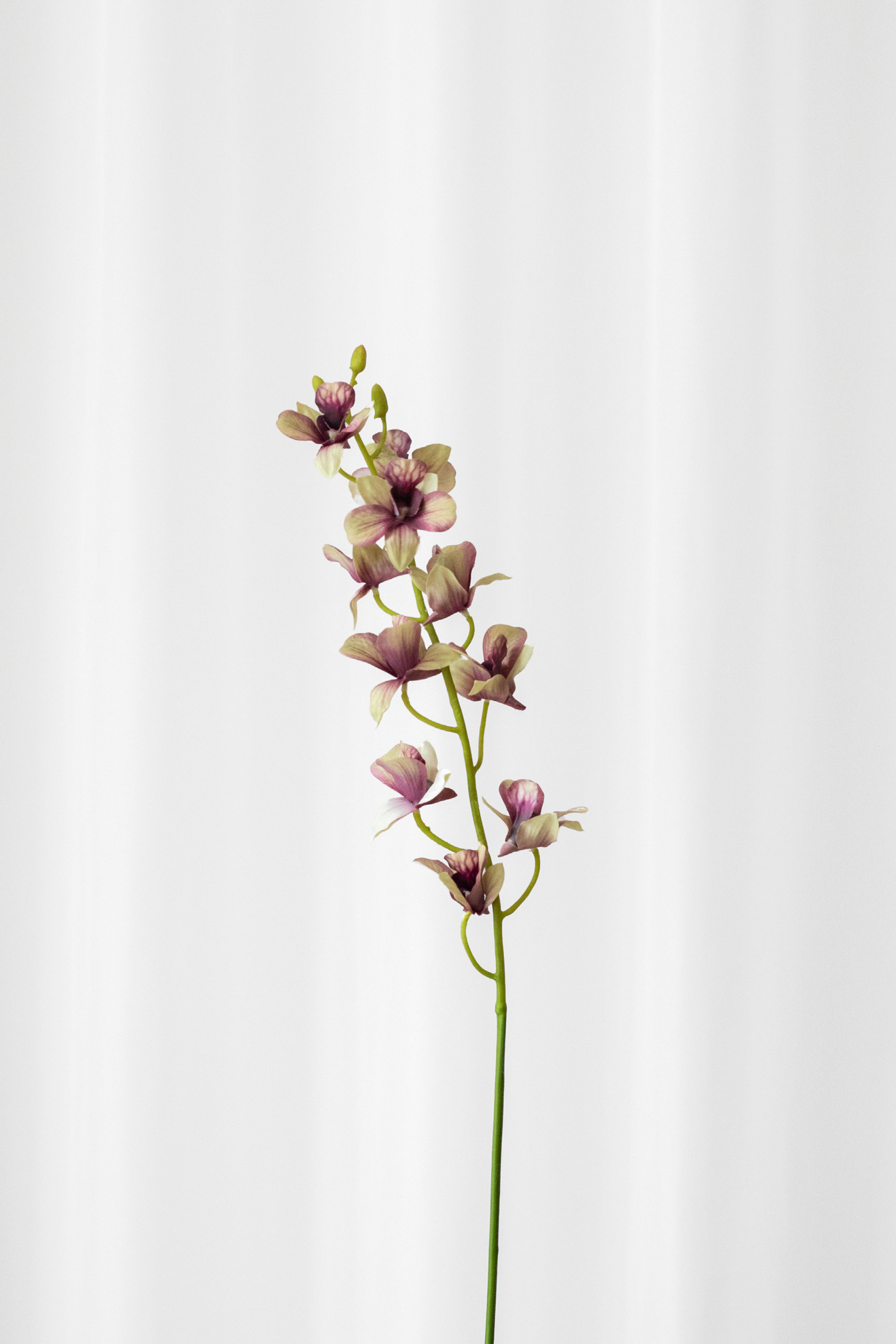 Cymbidium orkide i grønne og lilla farver. Blomsten er kunstig, men føles ægte og naturtro.