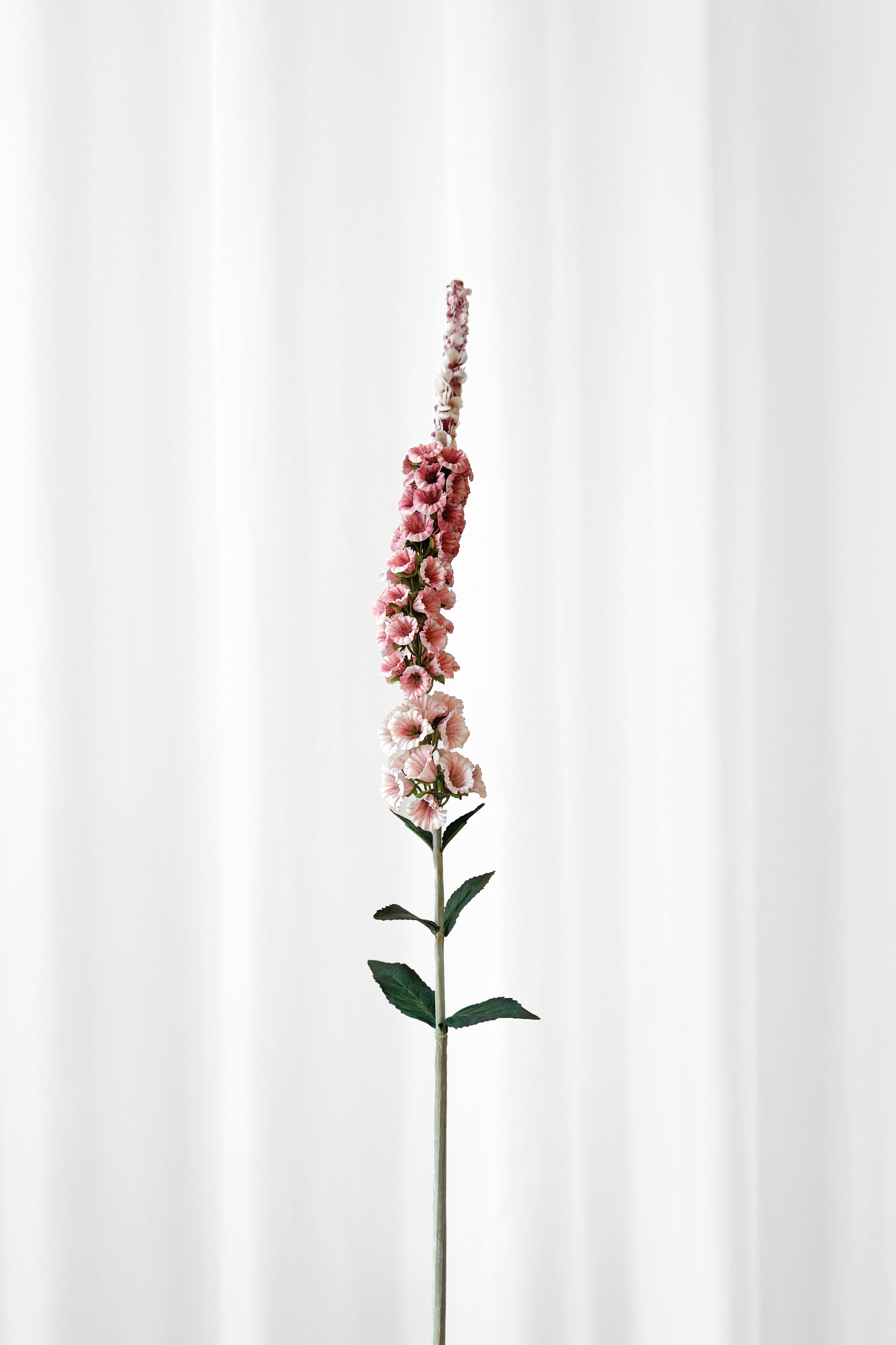 Delphinium blomst i pink nuancer fra Specktrum