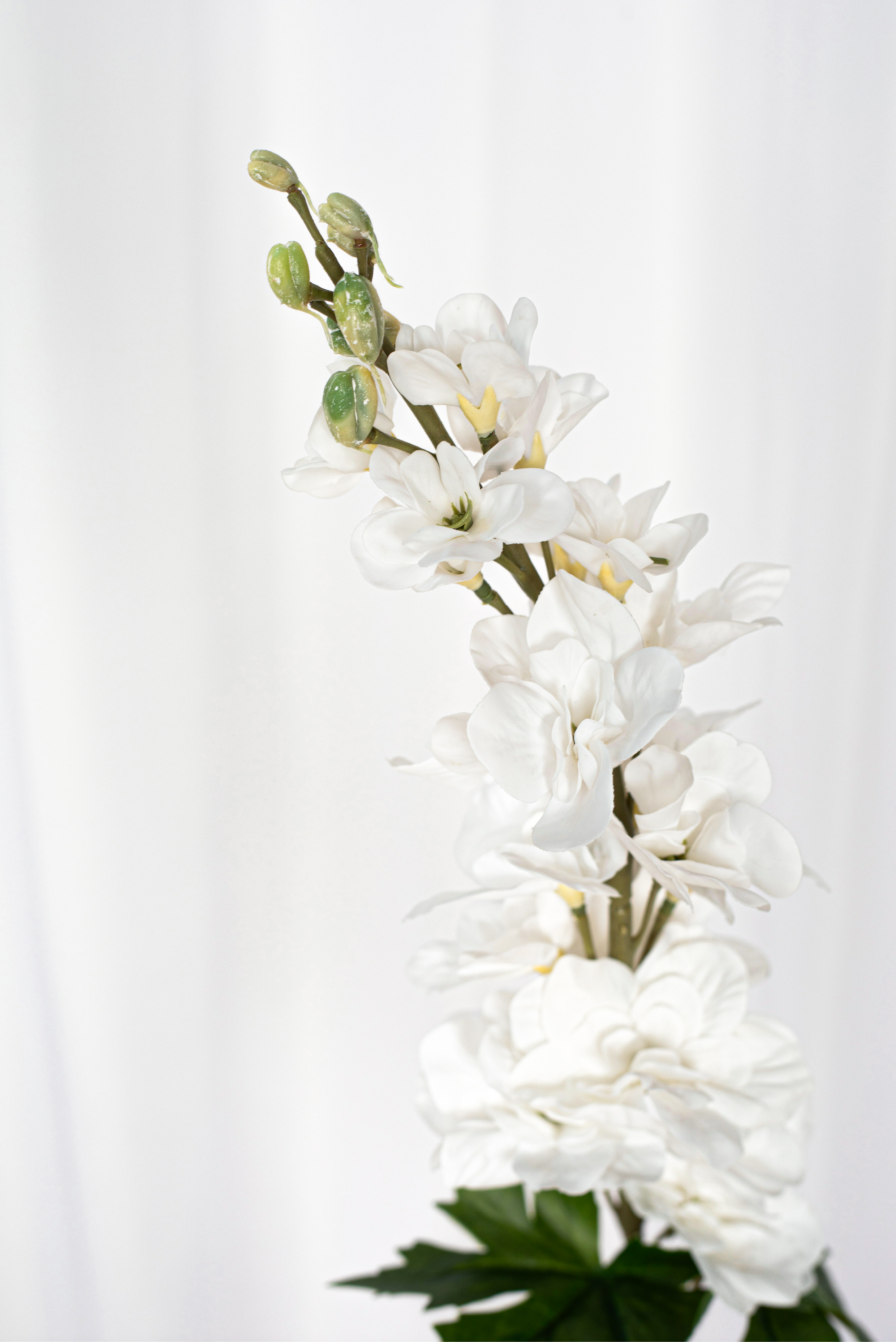 Detaljebillede af hvid consolida blomst.