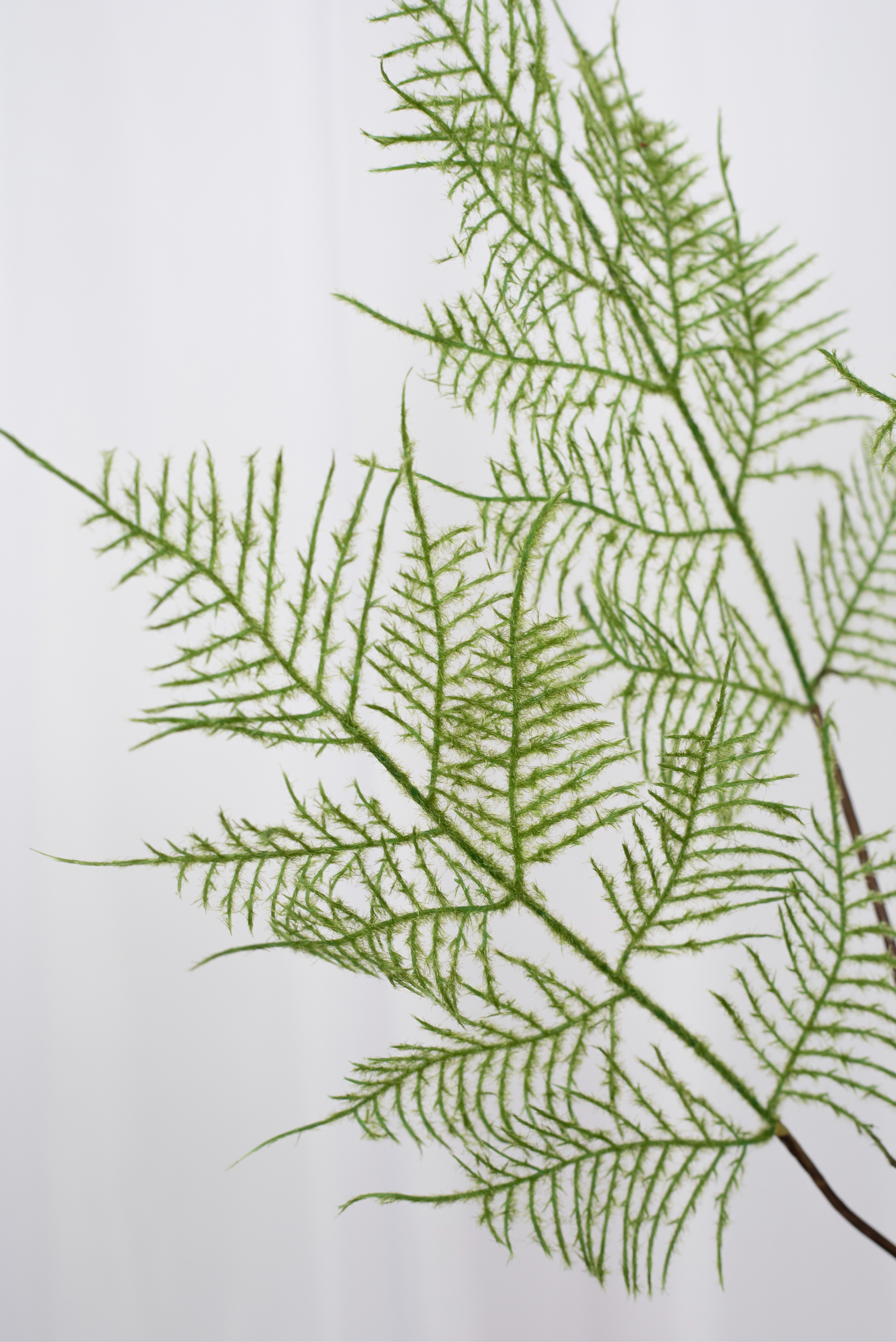 Detaljebillede af kunstig bregnegren.