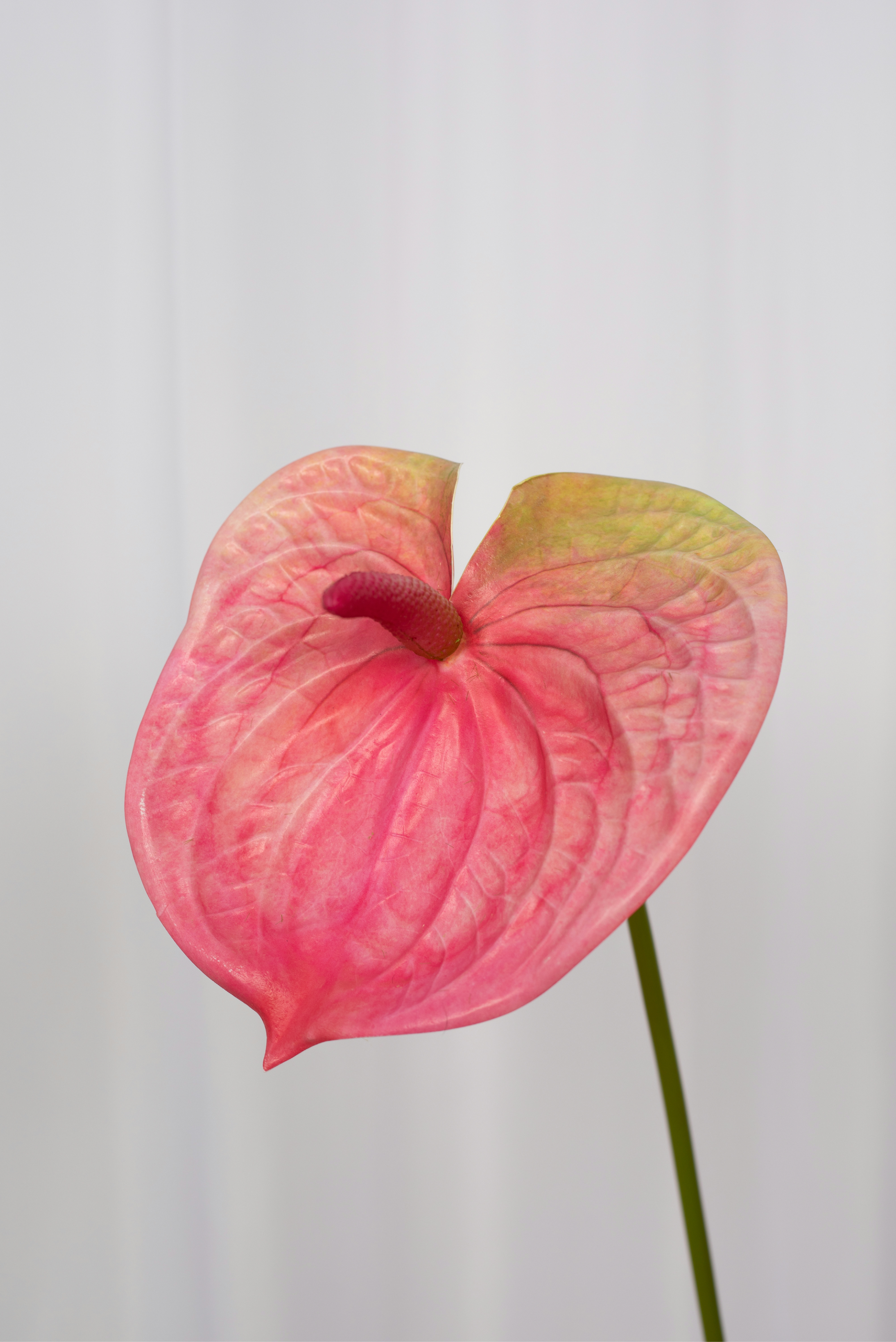 Detaljebillede. af en flamingoblomst i en lyserød farve.