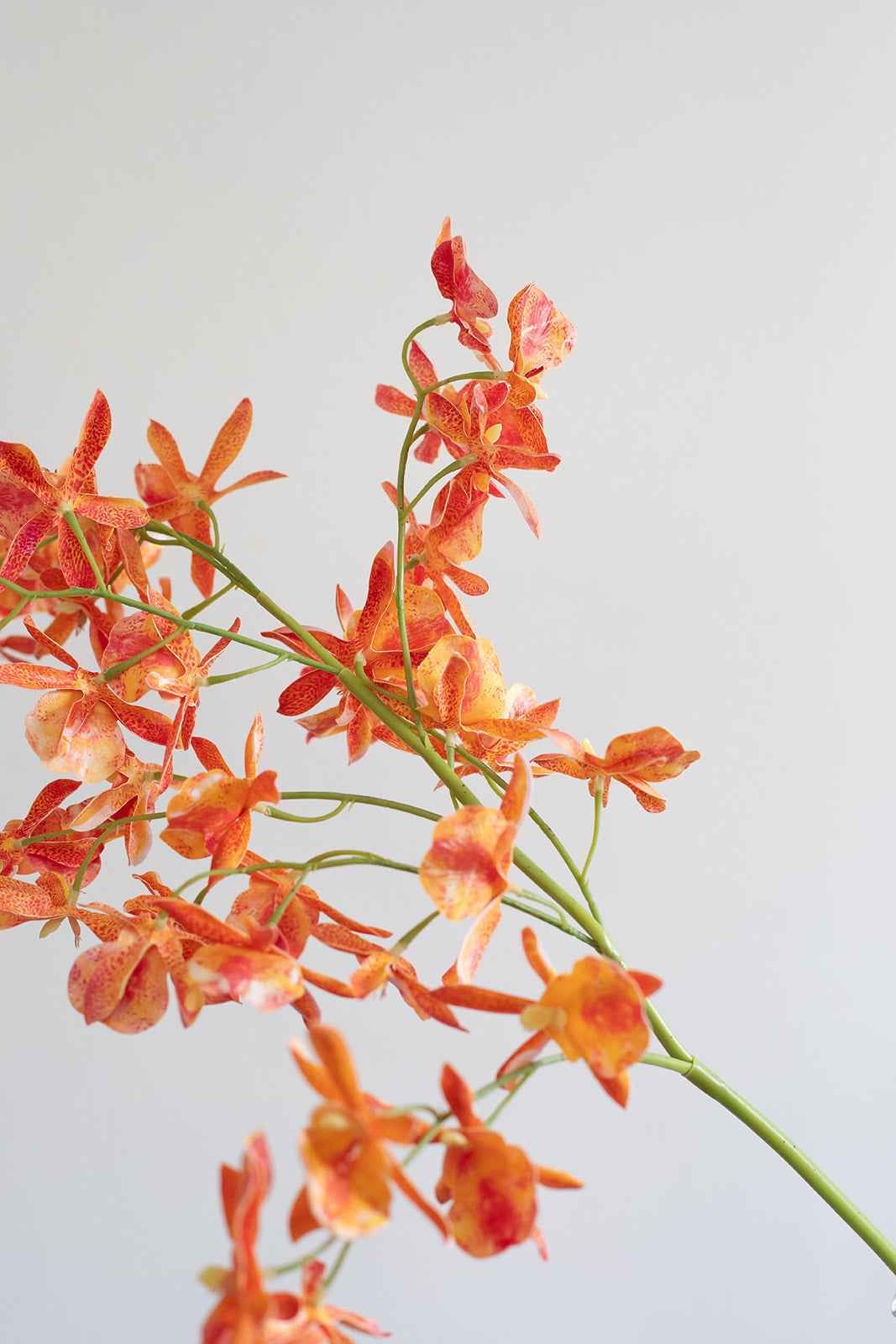 Orkidé Kunstig Blomst - Sunset | Flere hoveder