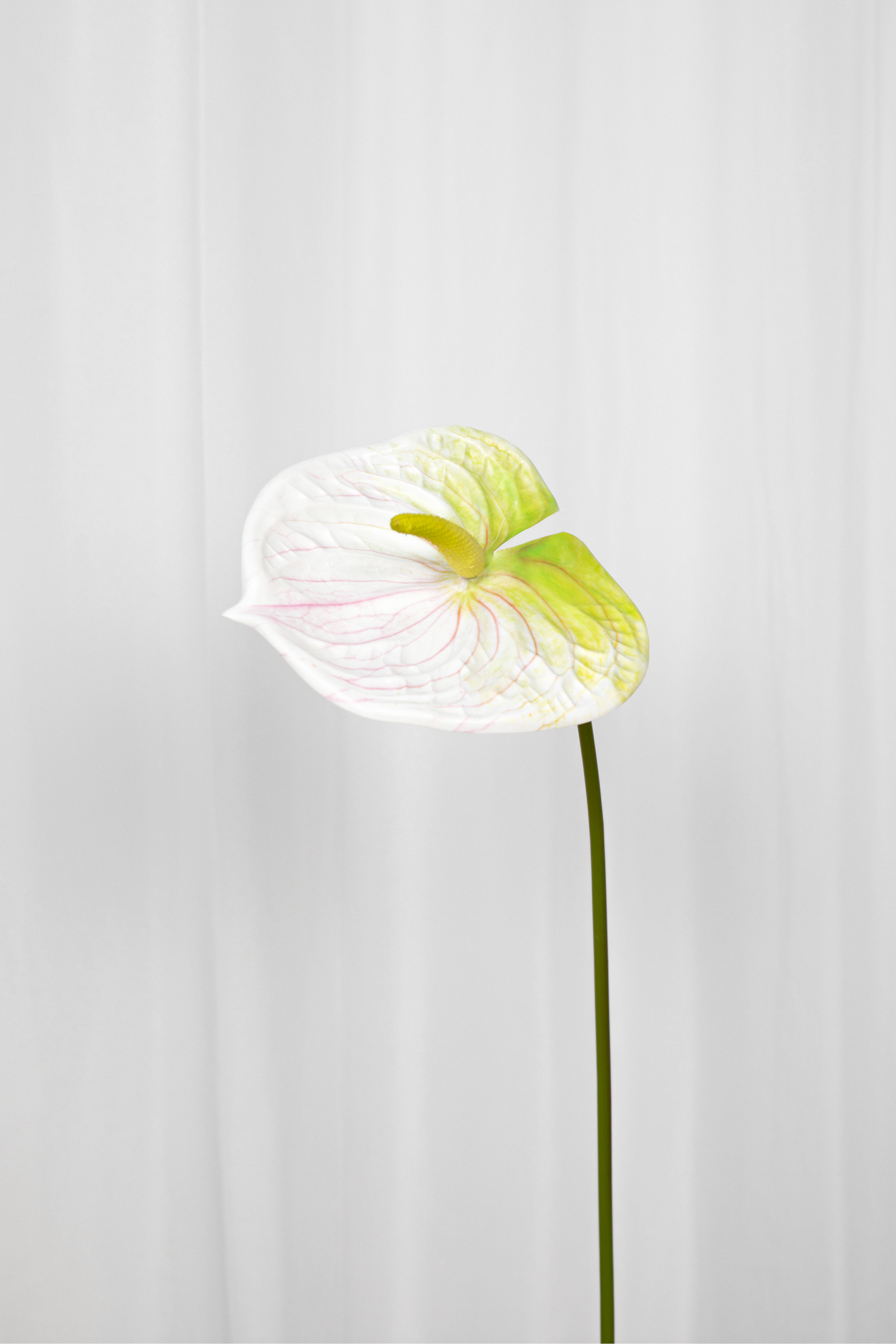 Hvid flamingoblomst – kunstig plante med realistiske detaljer fra specktrum