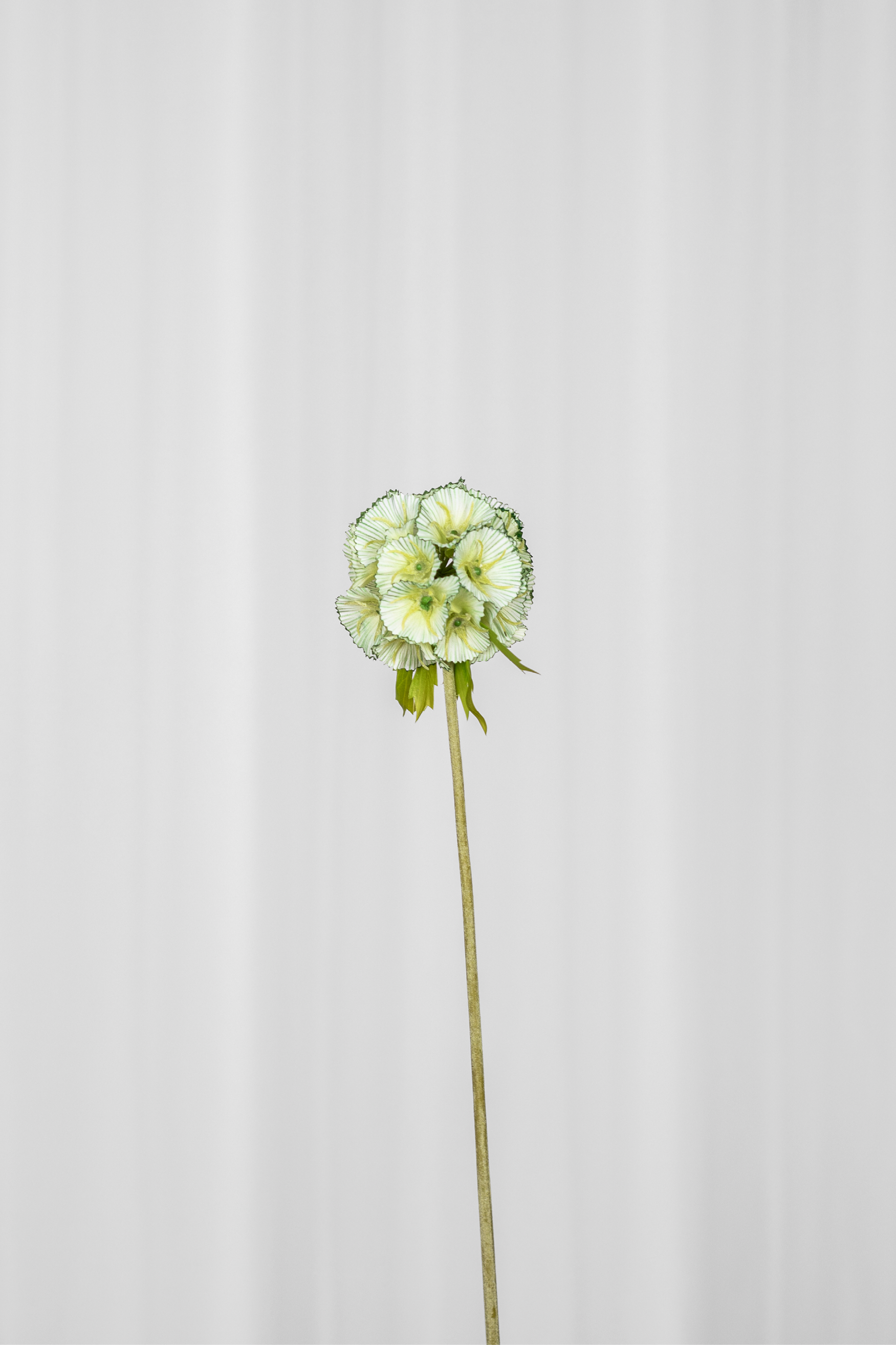 Kunstig Blomst - Grøn Skabiose