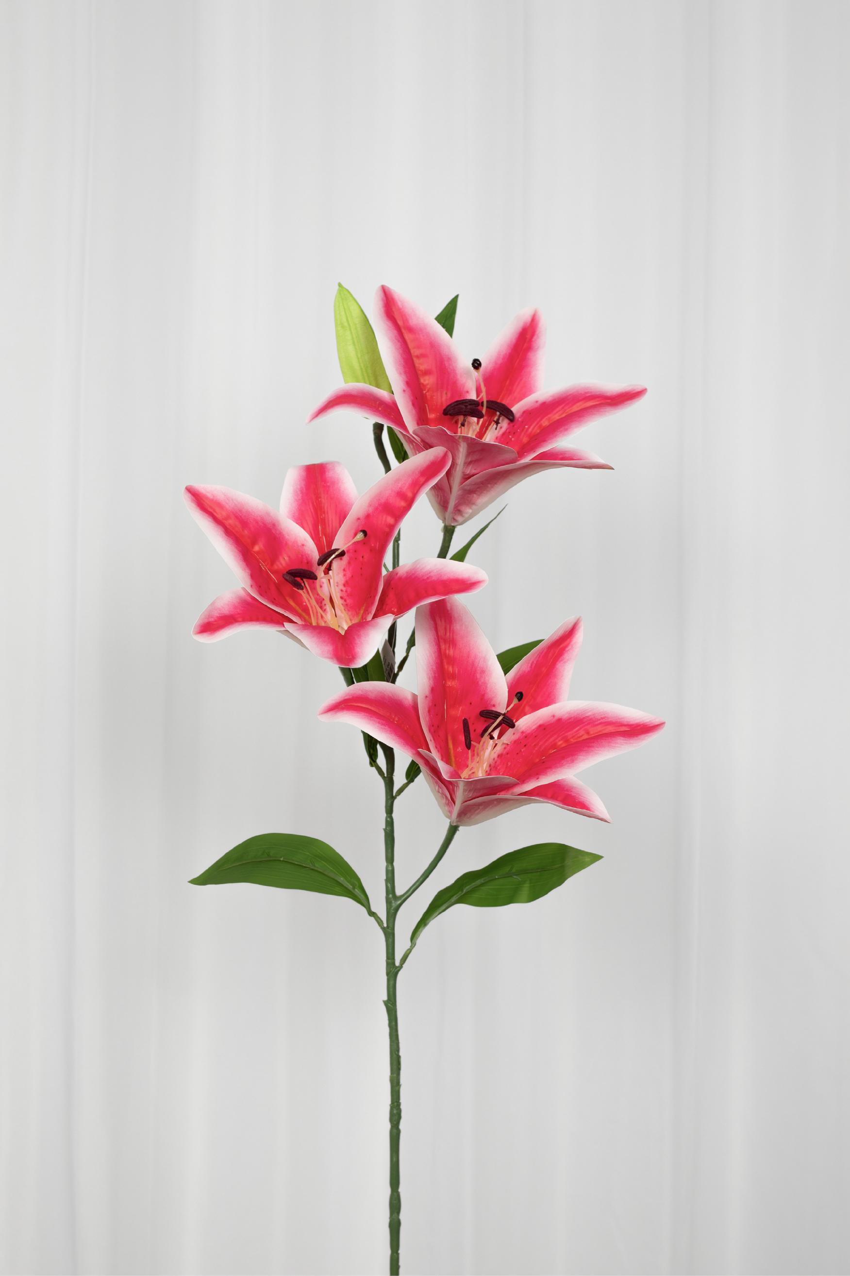 Stor lilje i pink, med 3 blomsterhoveder.