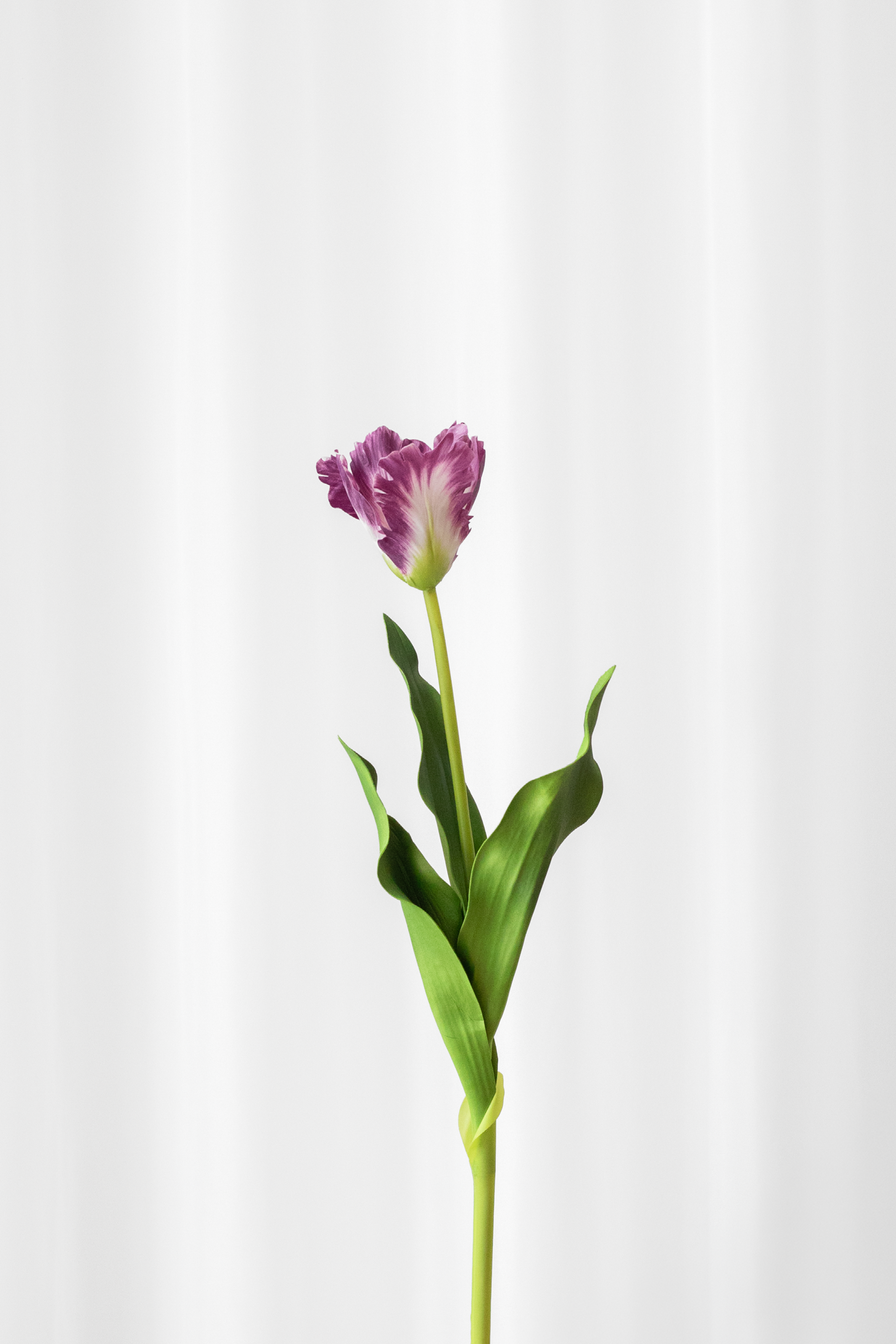 Papegøjetulipan i lilla og hvide nuancer. Kunstig blomst med naturtro detaljer.