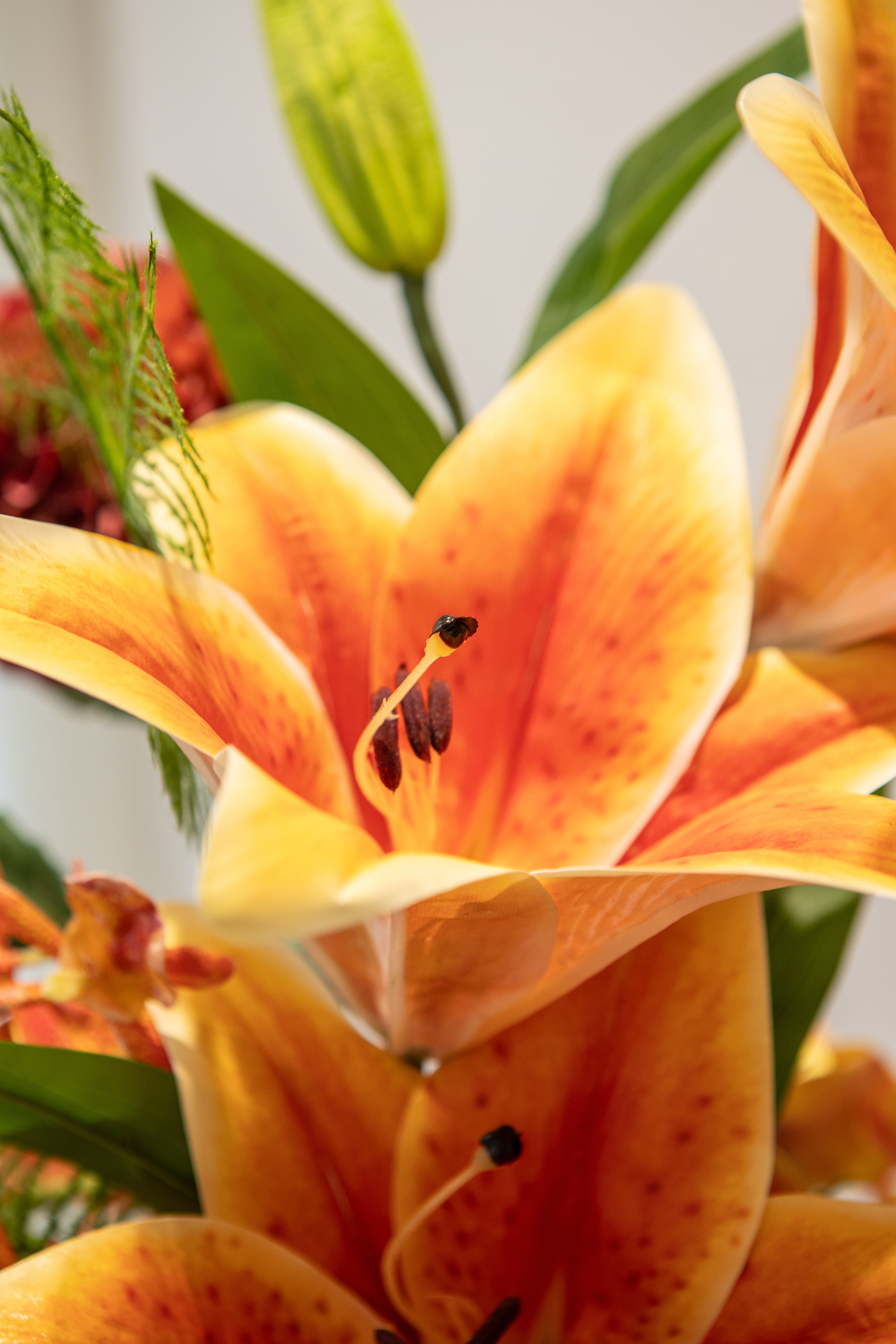 Nærbillede af en orange stor lilje.