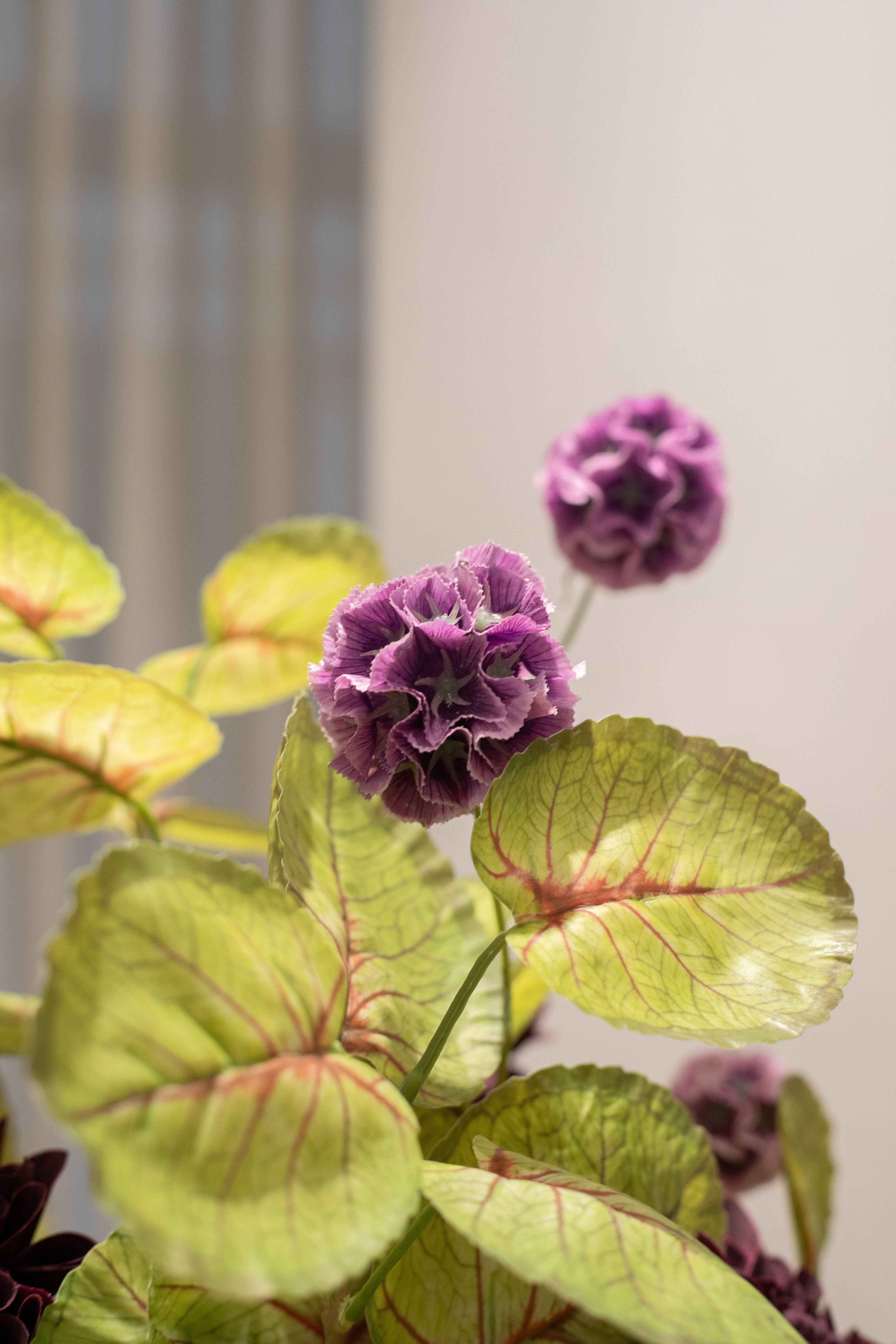 Violet Have - Buket 149