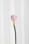 Calla lilje - rosa
