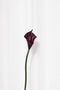 Calla lilje - burgundy