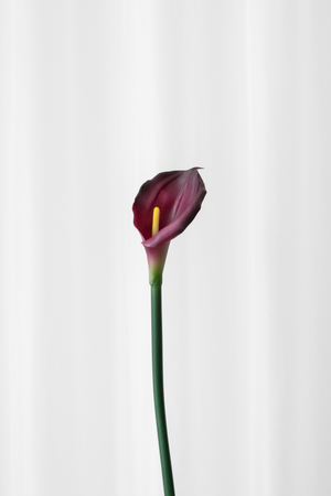 Naturtro kunstig calla lilje i bordeaux og lilla farver.