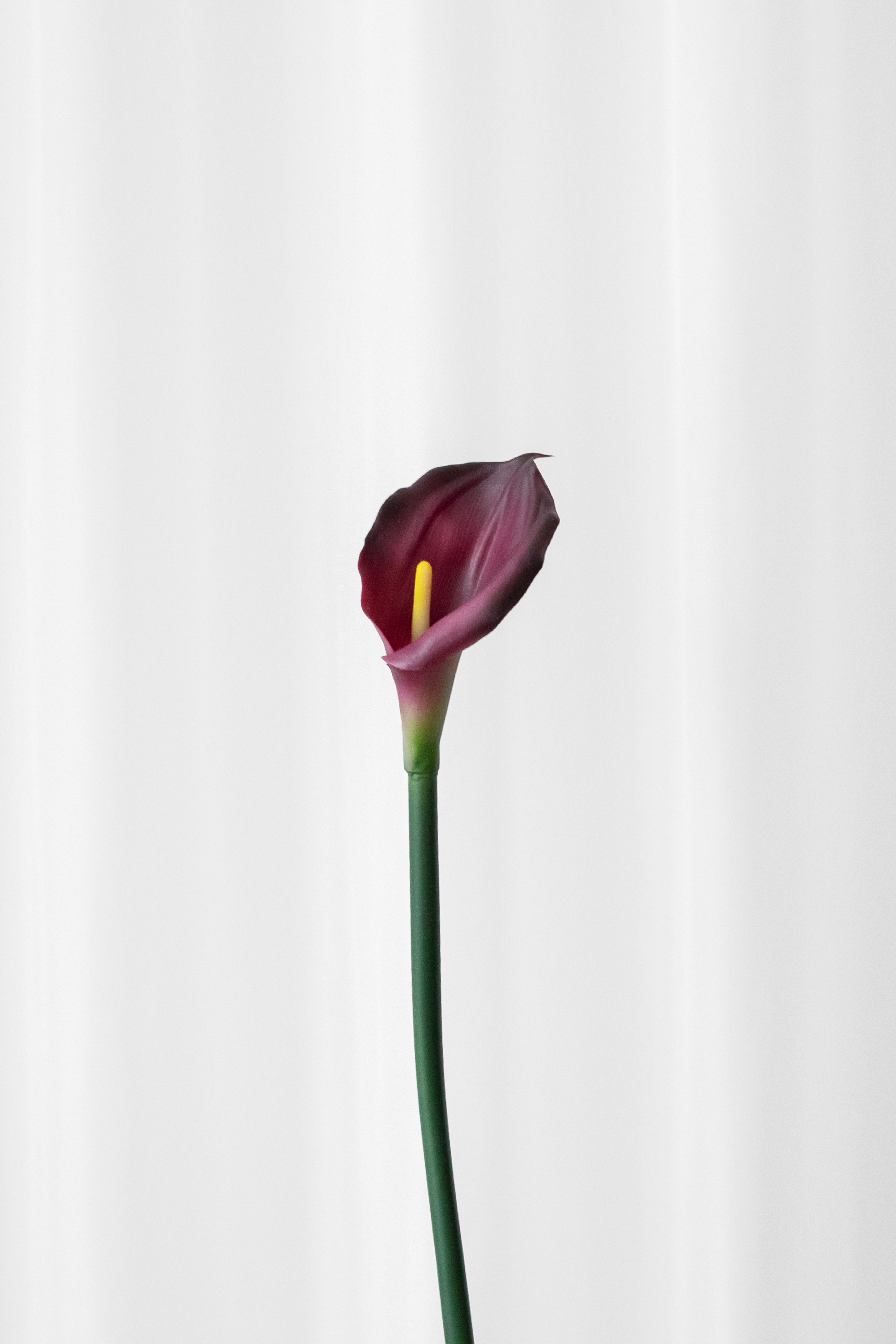 Naturtro kunstig calla lilje i bordeaux og lilla farver.