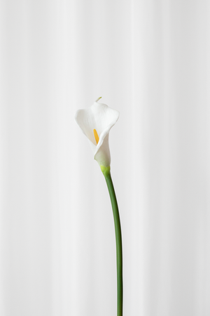 Kunstig calla lilje i hvid med gul midte. Naturtro detaljer.