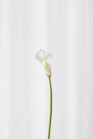 Naturtro calla lilje i hvid. Kunstig blomst fra Specktrum.
