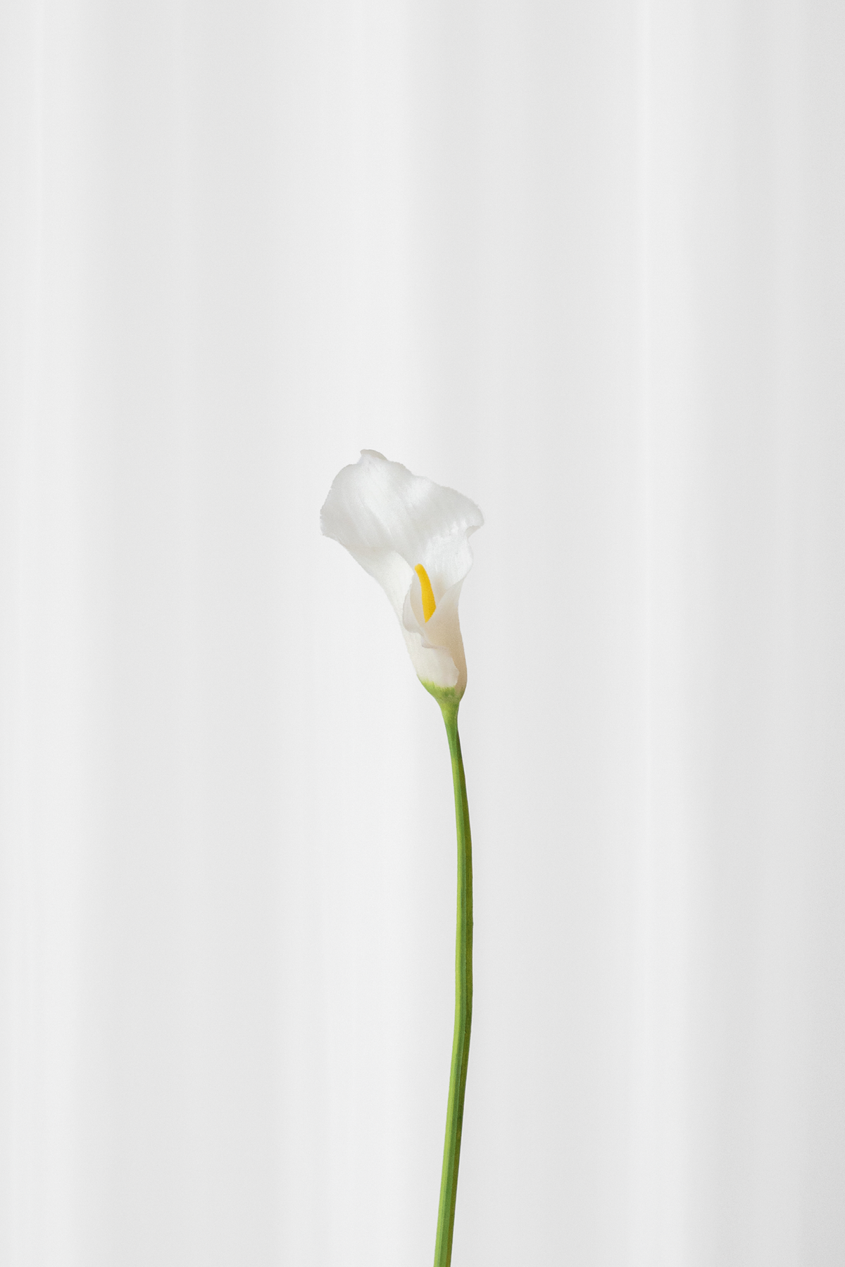 Naturtro calla lilje i hvid. Kunstig blomst fra Specktrum.
