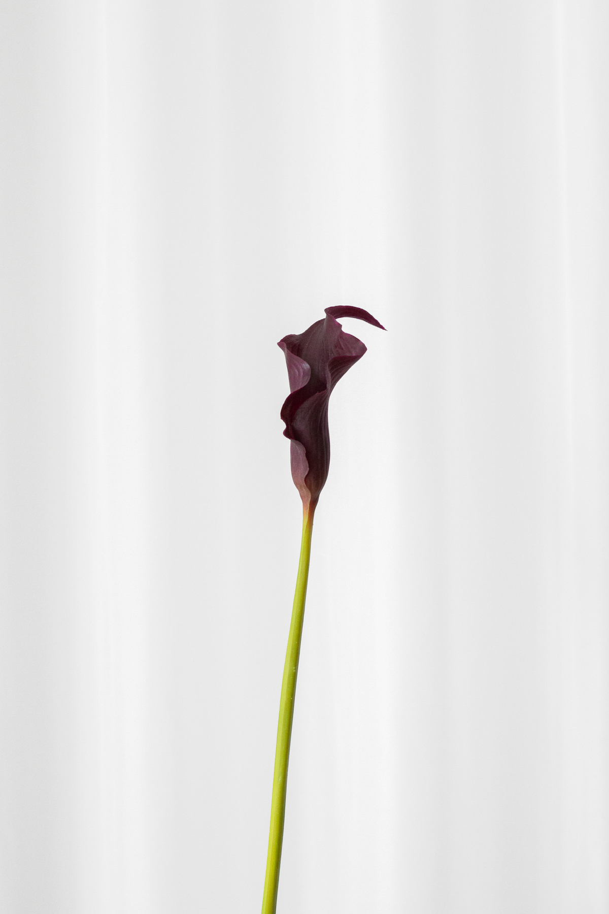 Kunstig calla linje i bordeaux i naturtro materialer og farver.