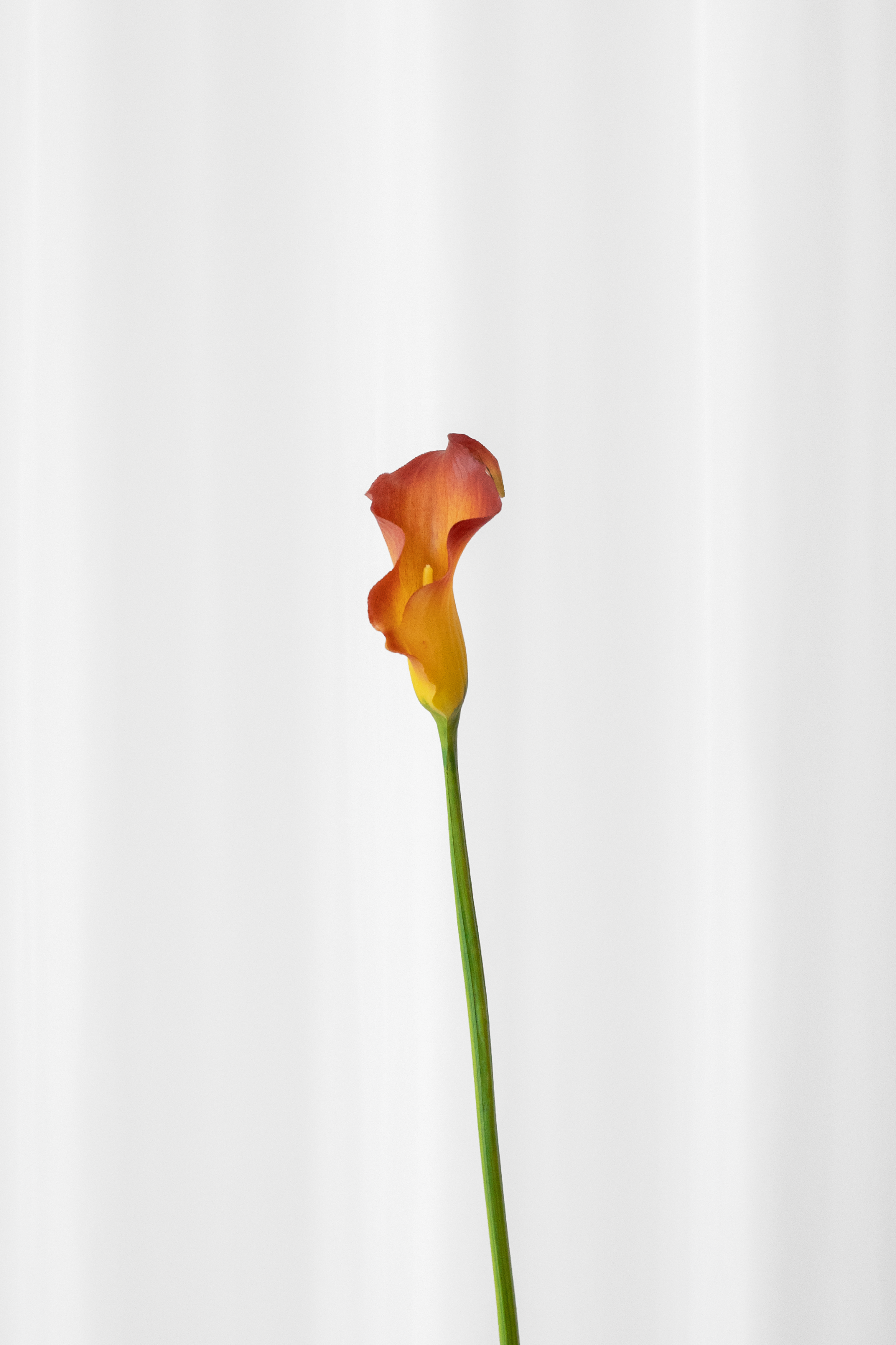 Naturtro kunstig blomst fra Specktrum. Calla linje i orange nuancer.