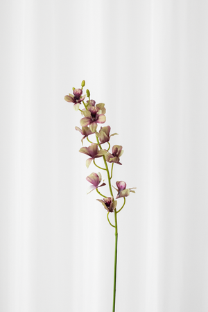 Cymbidium orkide i grønne og lilla farver. Blomsten er kunstig, men føles ægte og naturtro.