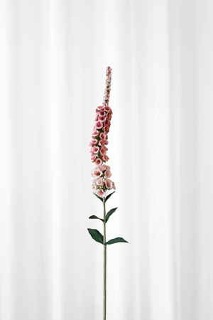 Delphinium blomst i pink nuancer fra Specktrum