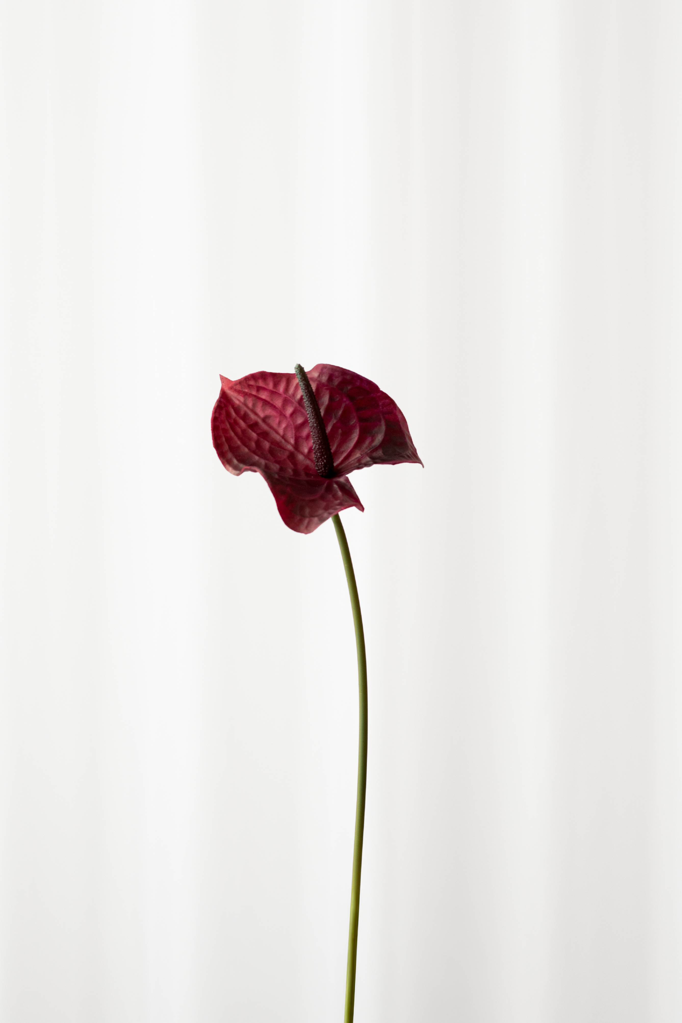 Flamingoblomst i Burgundy fra Specktrum.