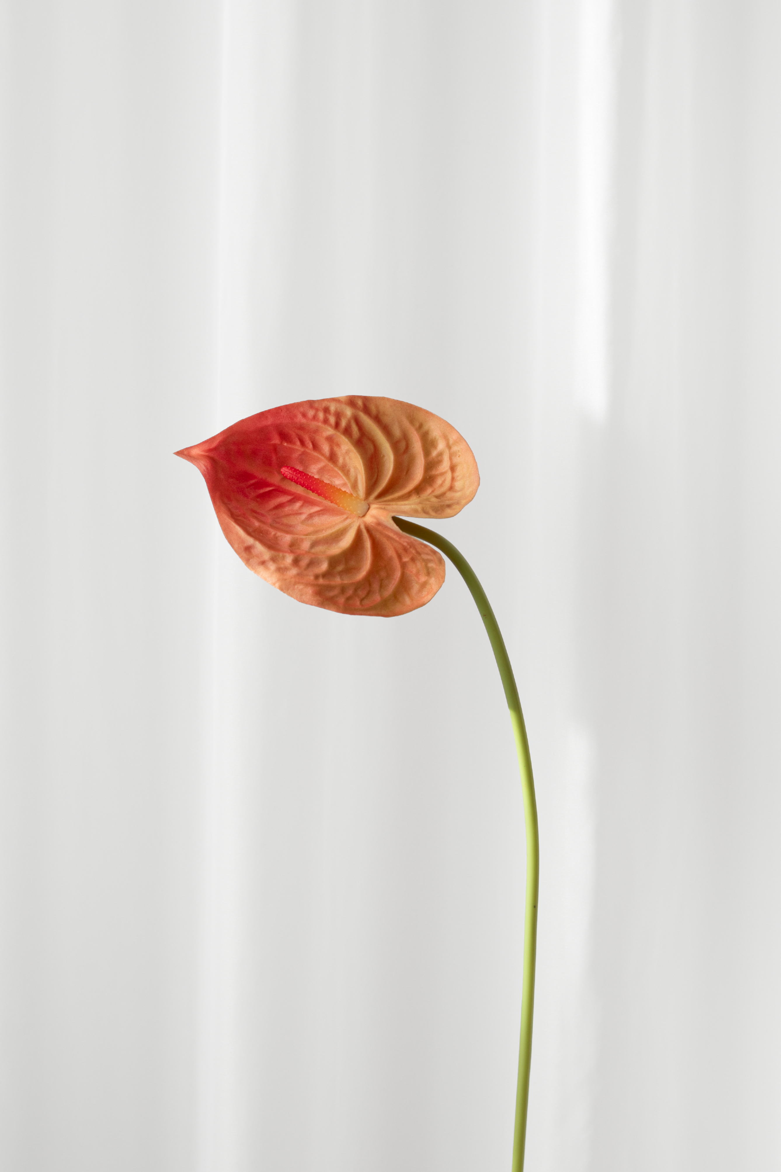 Kunstig, naturtro flamingoblomst i orange farver. Blomsten er fra Specktrum.