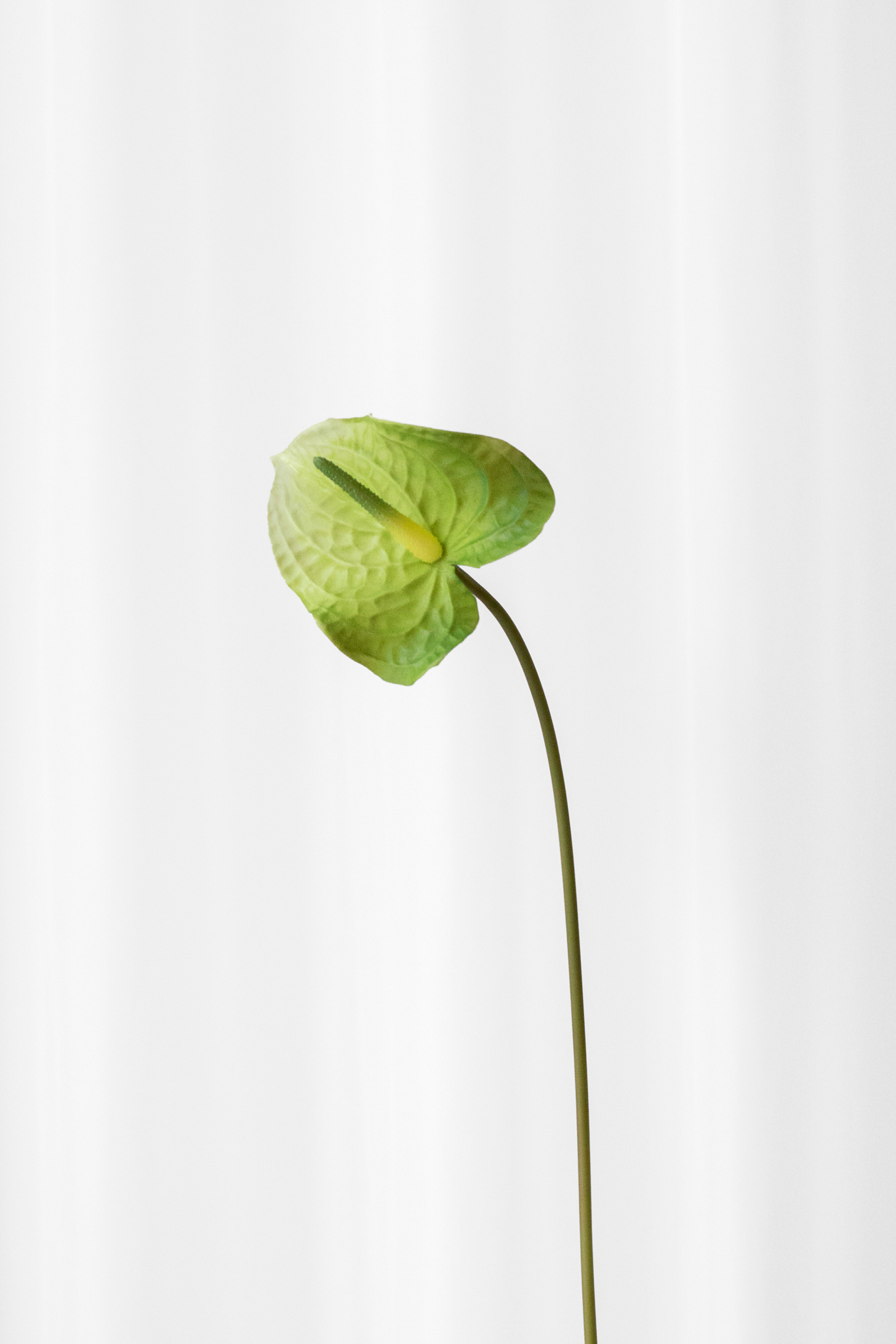 Naturtro Flamingoblomst i lysegrøn med fine detaljer som en ægte blomst.