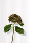 Kunstig hortensia blomst i en brændt efterårsgrøn. Stilken har en naturtro overflade.