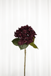 Hortensia - burgundy