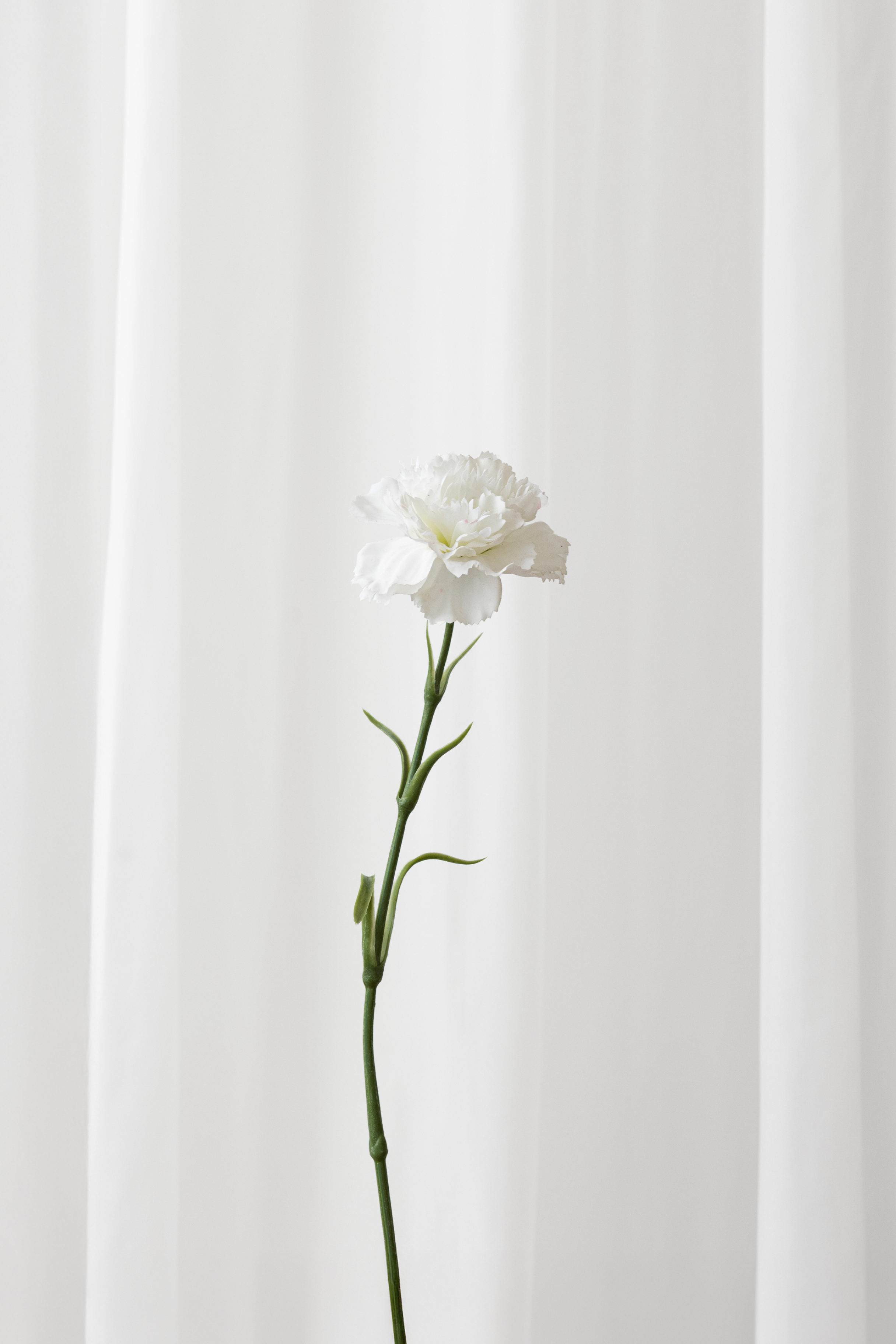 Naturtro kunstig nellike i hvid fra Specktrum.