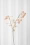 Japansk lygteblomst - rosa
