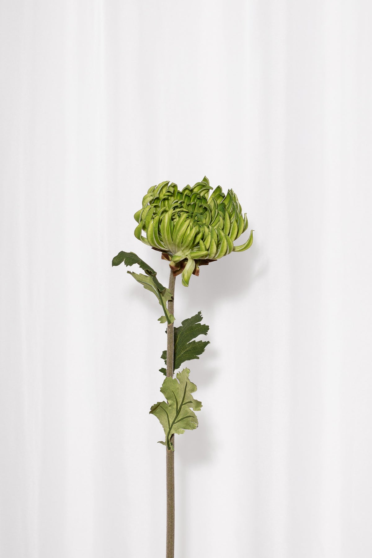 Skulpturel krysantemum blomsterstilk i grøn med sin karakteristiske form og naturtro udseende.