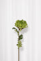Krysantemum no. 3 - grøn