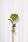 Skulpturel krysantemum blomsterstilk i grøn med sin karakteristiske form og naturtro udseende.