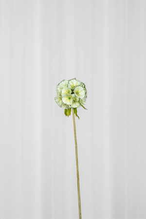 Kunstig Blomst - Grøn Skabiose