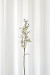 Dendrobium Kunstig Blomst - Hvid