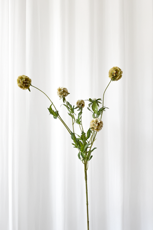 Kunstig Blomst - Støvet gul Skabiose (flere hoveder)