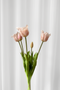 Tulipanbundt 4 - pink