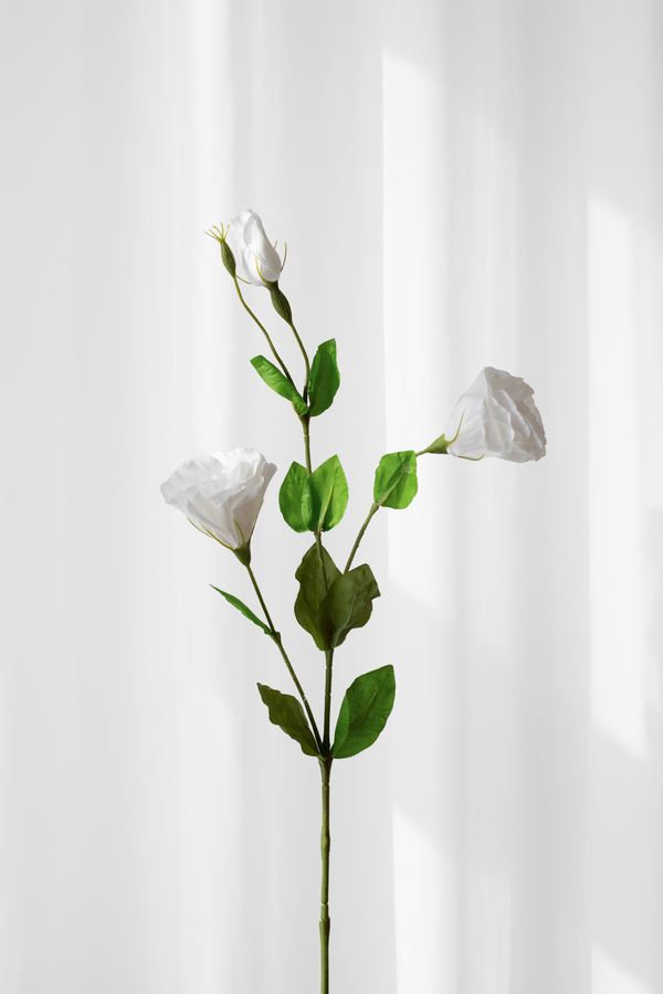 Lisianthus blomst i hvid fra Specktrum.
