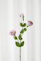 Lisianthus - lyserød