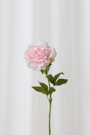 Kunstig blomst fra Specktrum med naturtro detaljer. Lys pink pæon med reel touch følelse. 