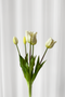 Tulipanbundt 9 - hvid
