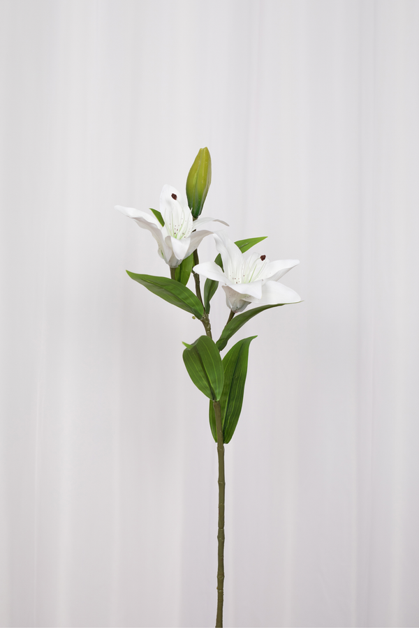 En enkelt hvid blomst med grønne blade på en stilk fotograferet foran et hvidt gardin.