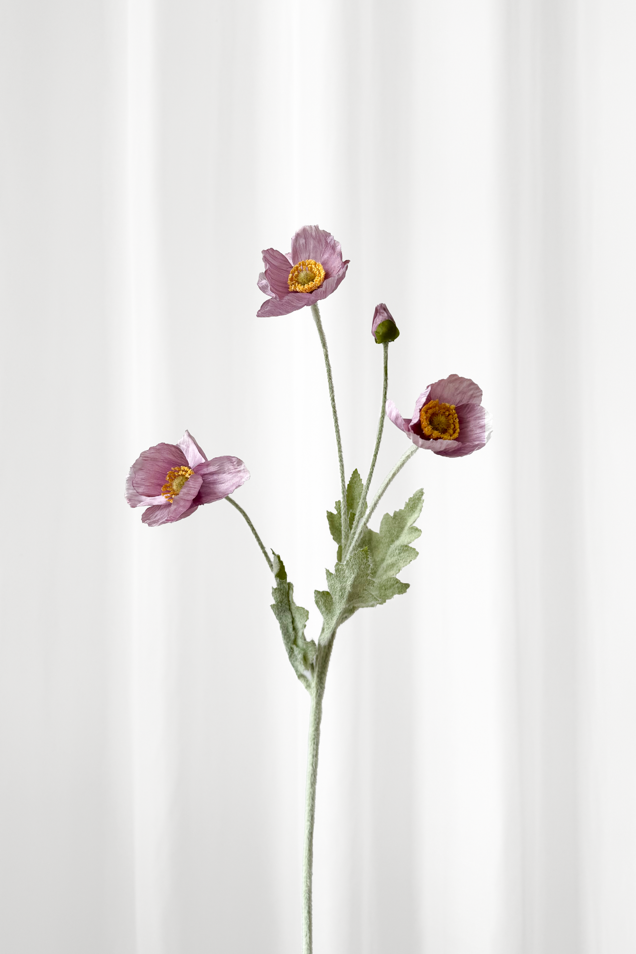 Valmue - violet