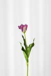 Papegøjetulipan stilk - lilla