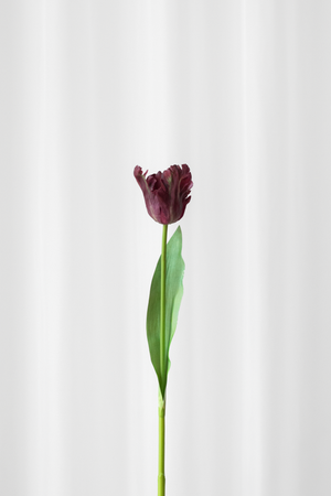 Papegøjetulipan i lilla og bordeaux farver.