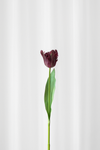 Papegøjetulipan stilk - bordeaux