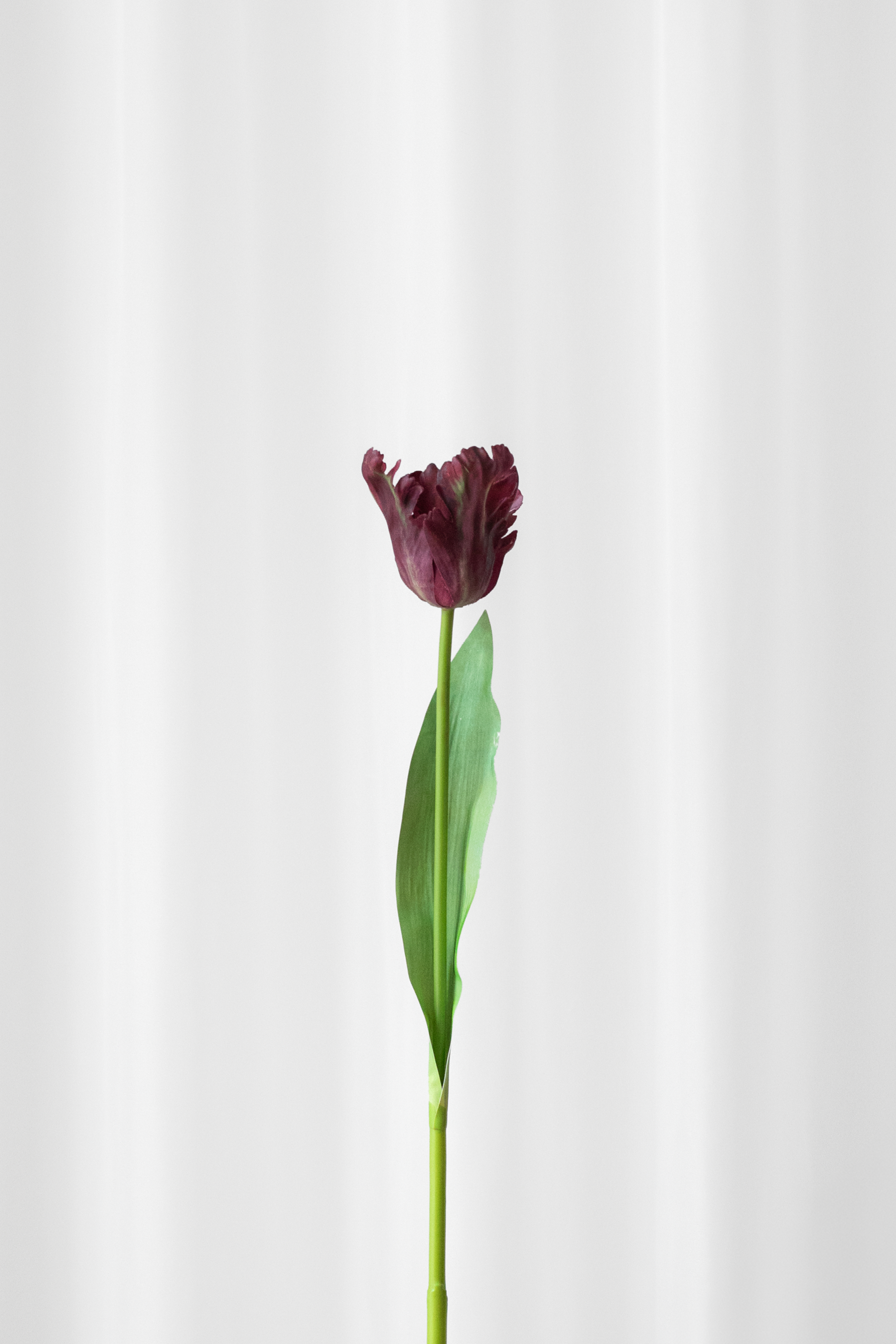 Papegøjetulipan i lilla og bordeaux farver.