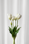 Papegøjetulipan bundt - hvid